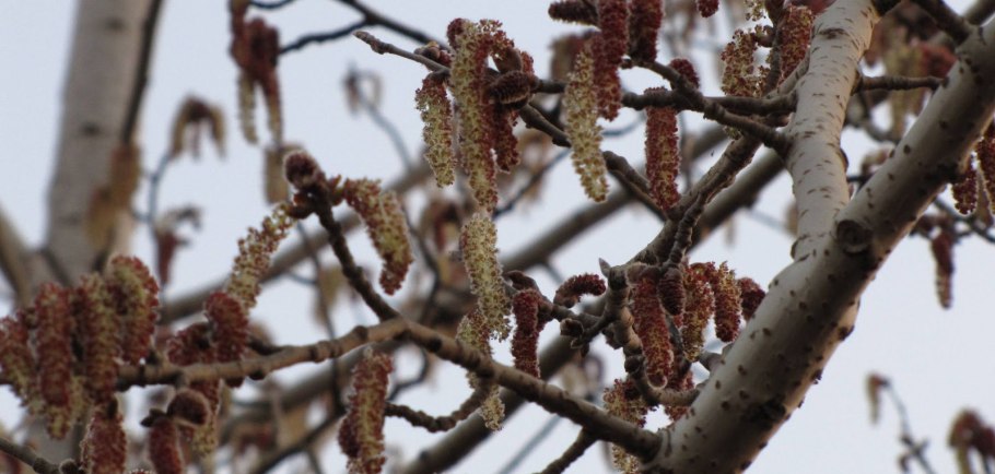 Ольха Максимовича