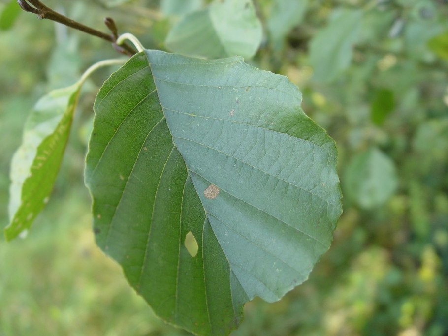 Иосиф Песнопевец, ольховые смотрины