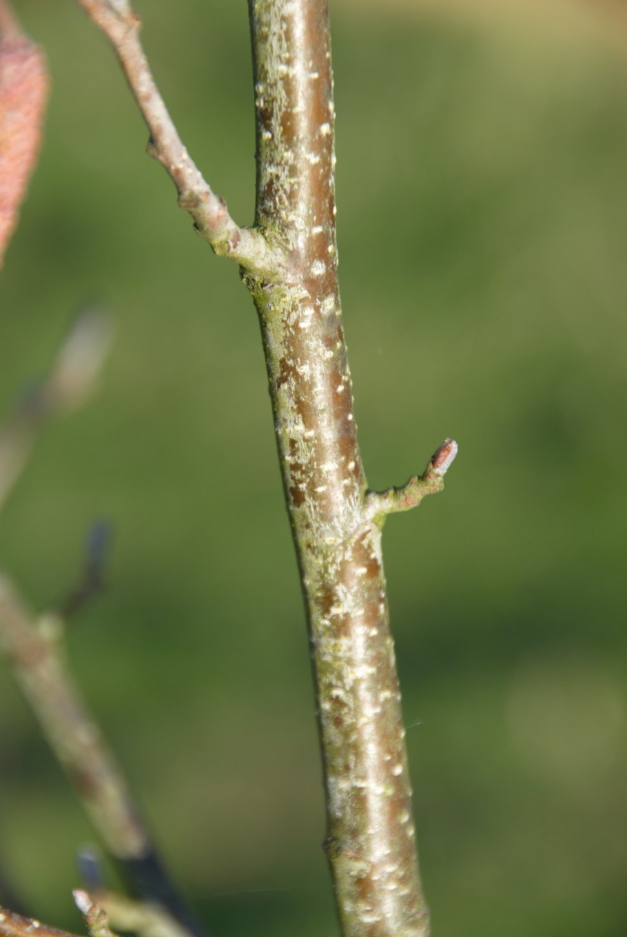Ольха дерево скорость роста