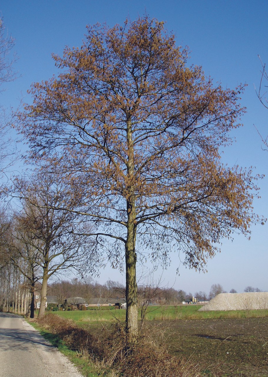 Ольха черная Alnus glutinosa 'Aurea' зимой