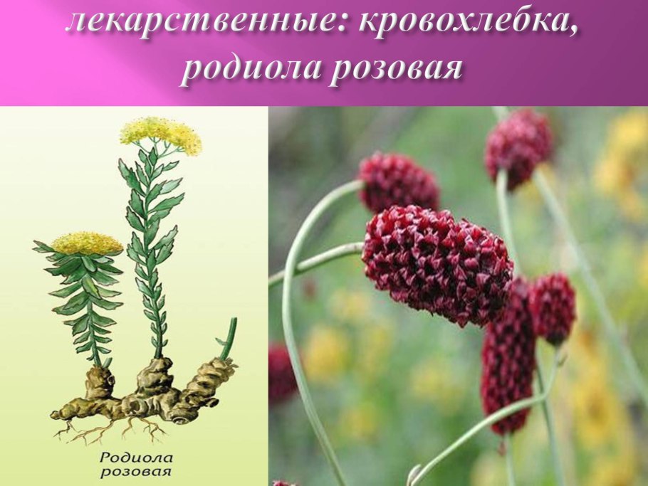 Семейство Розоцветные строение цветка