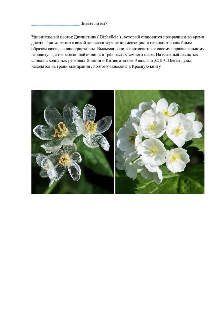 Шиповник коричный Фармакогнозия