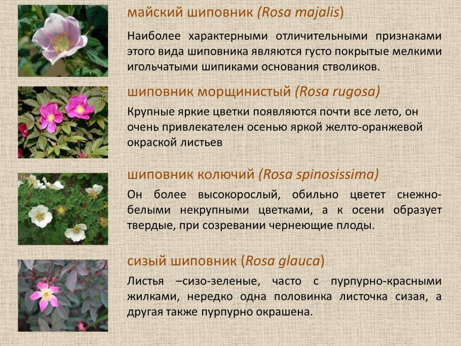 Учебник по биологии 6 класс Пасечник ботаника