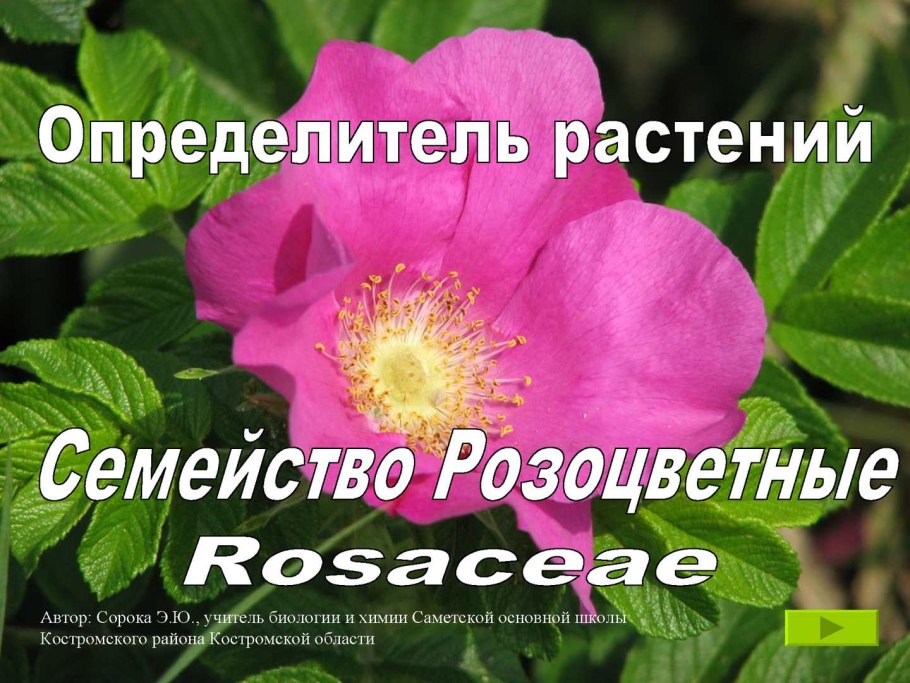 Шиповник дикая роза ругоза