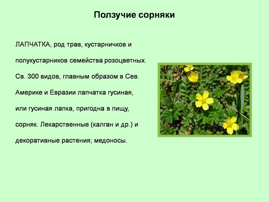 Лапчатка гусиная стебель