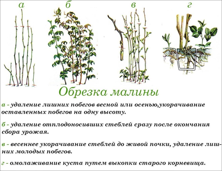 Корневище флокса