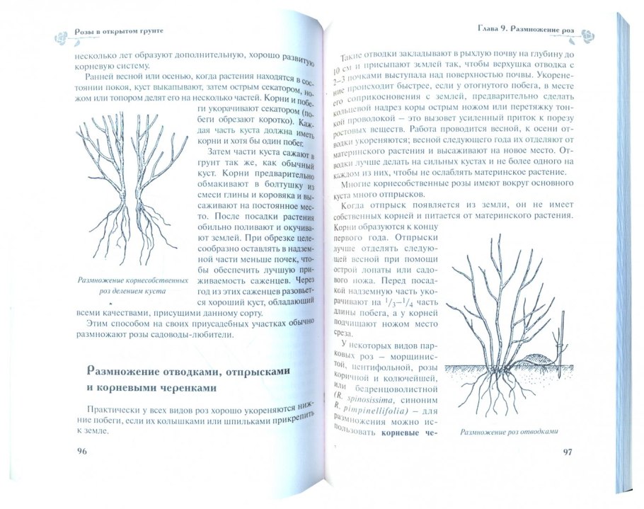 Размножение делением куста корневище