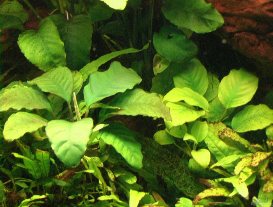 Анубиас ундулатус Латифолия