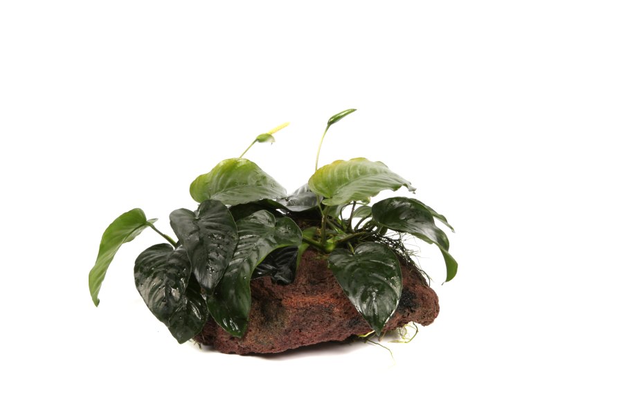 Анубиас черный ангел