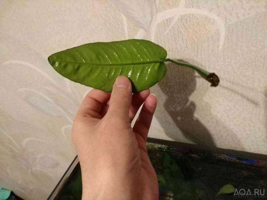 Анубиас Нана аквариумное растение