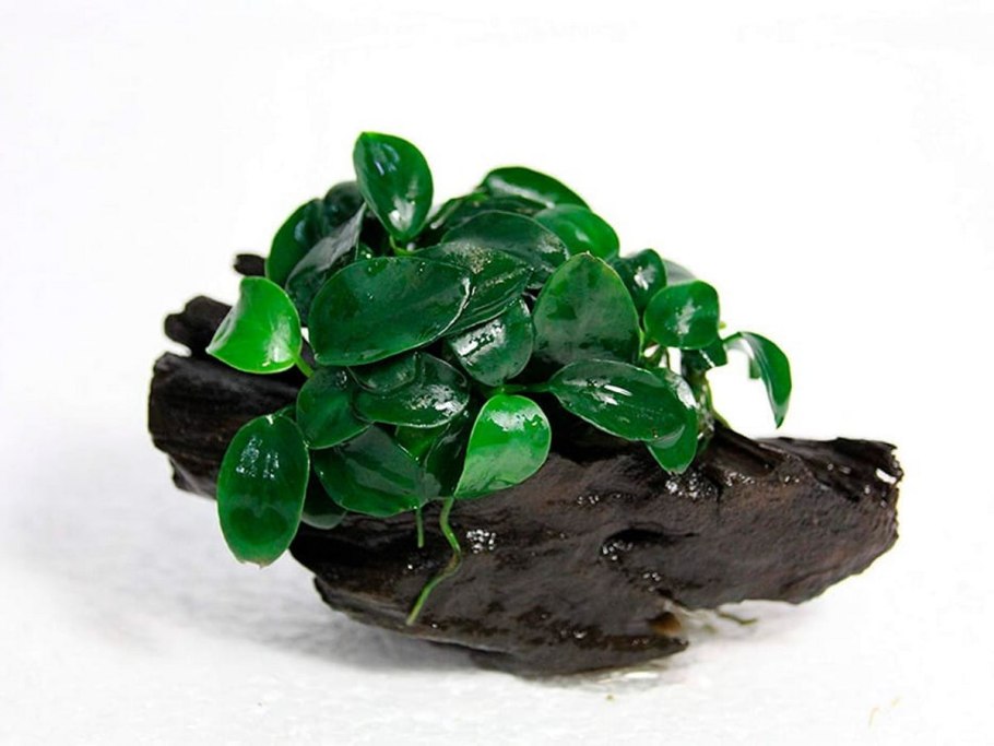 Echinodorus schlueteri