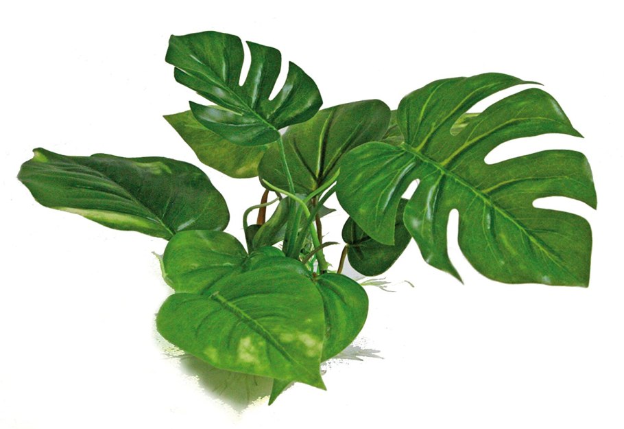 Криптокорина волнистая красная Cryptocoryne undulata 'Red'