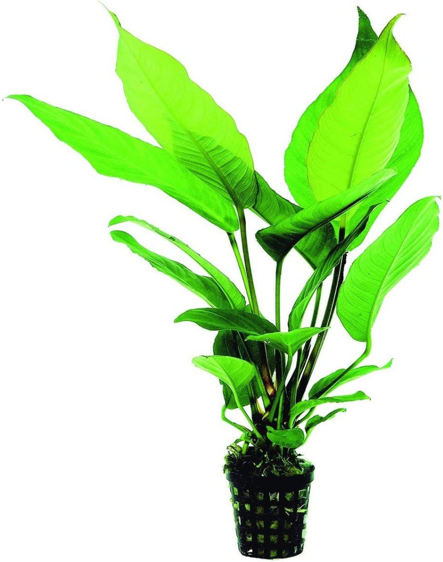 Анубиас heterophylla