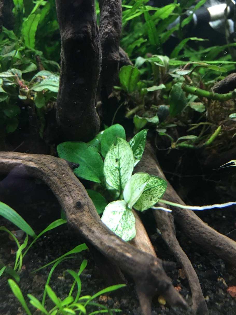 Анубиас круглолистный