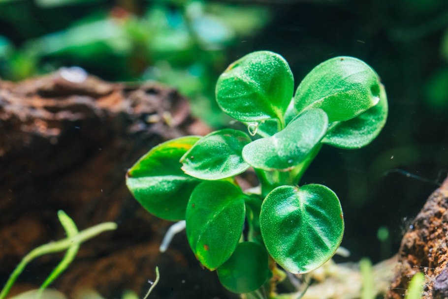 Анубиас копьевидный