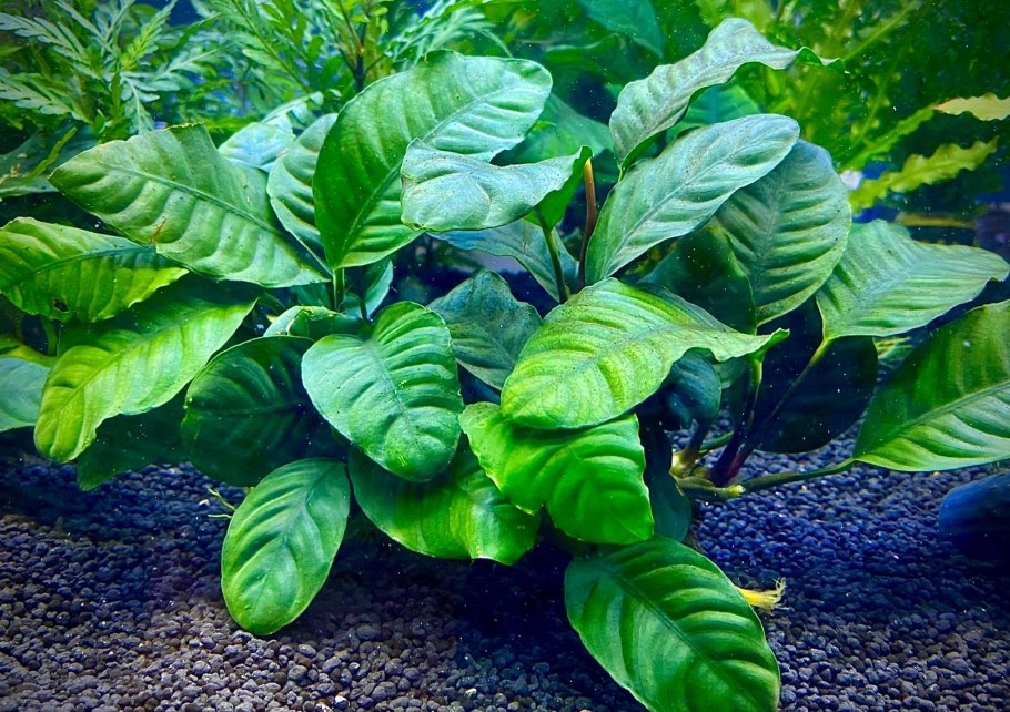 Анубиас разнолистный (Anubias heterophylla)