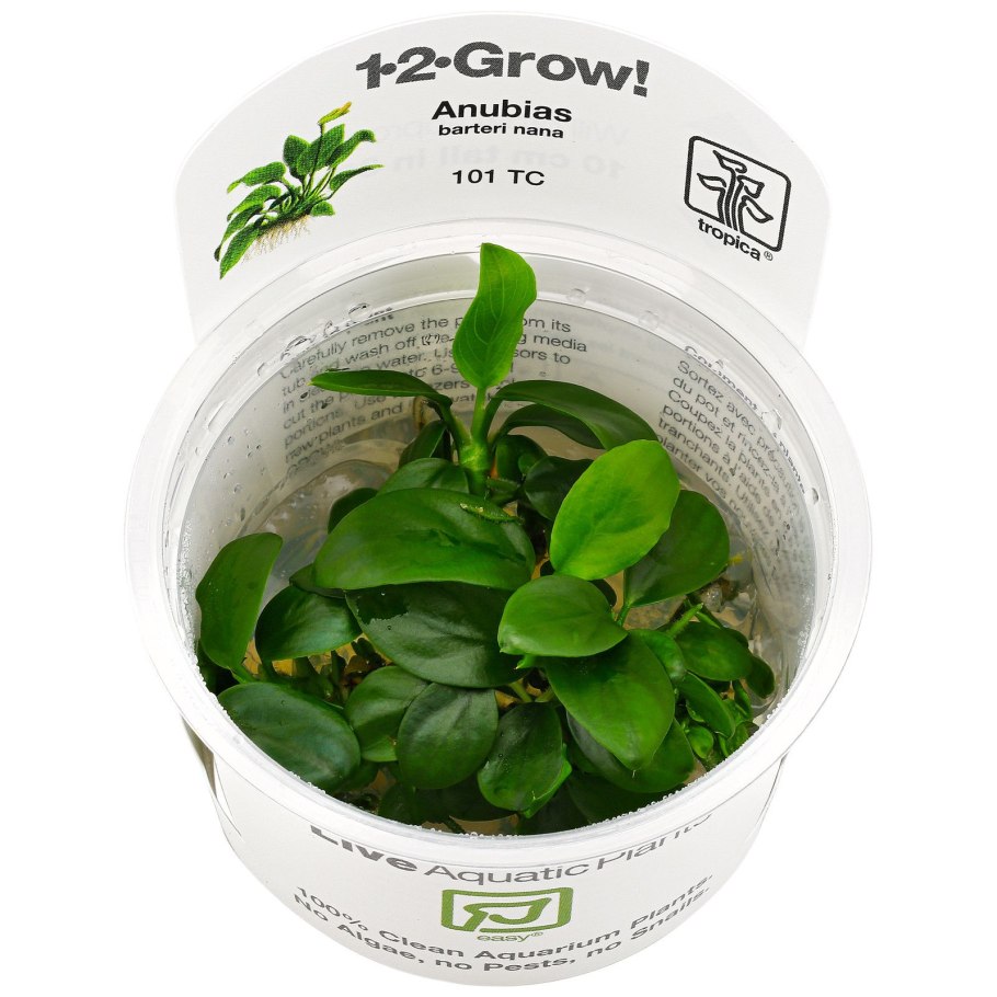 Анубиас Нана аквариумное