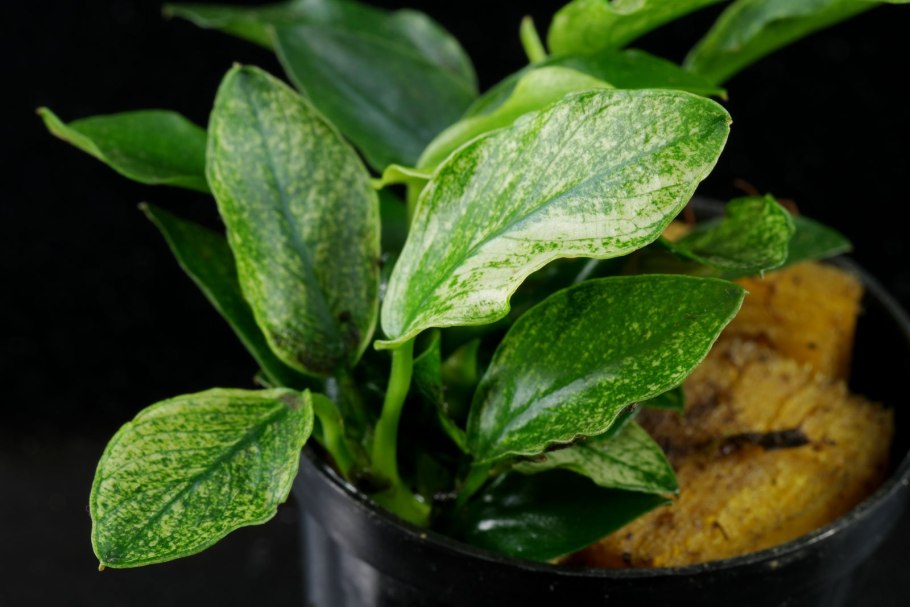 Анубиас Нана, куст