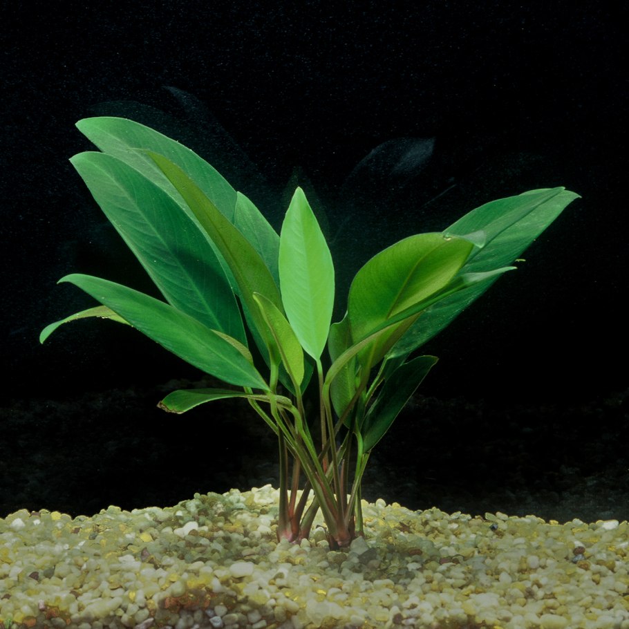 Anubias heterophylla