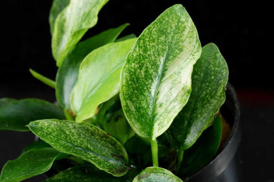 Anubias barteri var nana