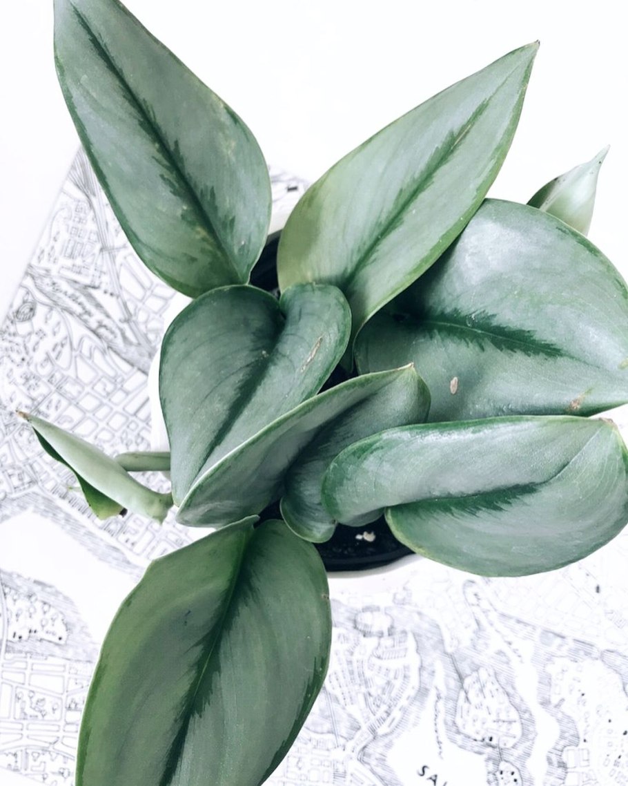 Сциндапсус pictus Silver Ann