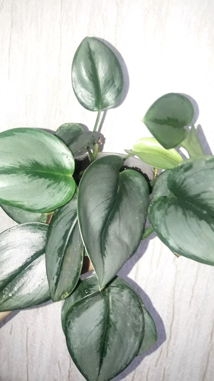 Листья растение Hoya kerrii