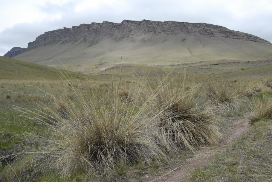 Ковыль перистый (Stipa pennata)