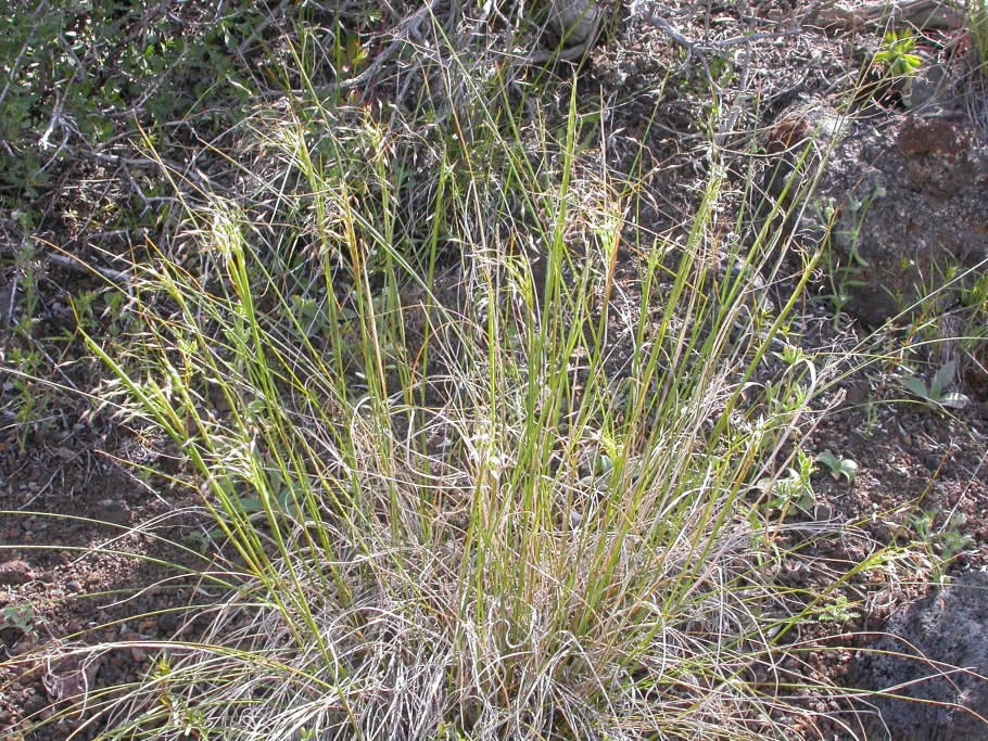 Achnatherum Calamagrostis
