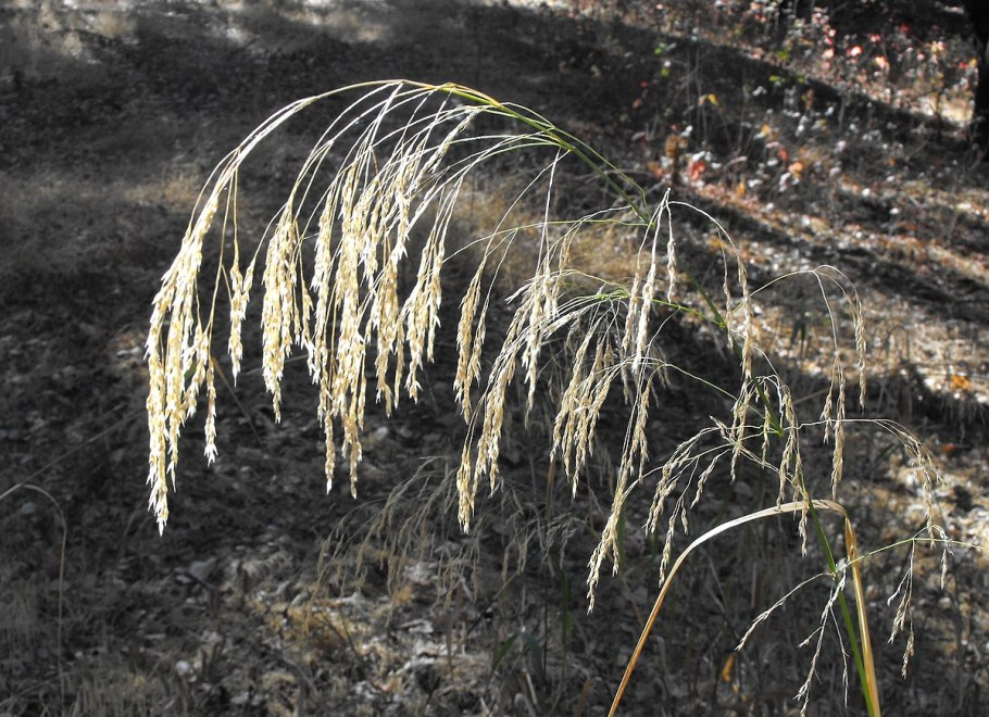 Ковыль волосатик Stipa capillata