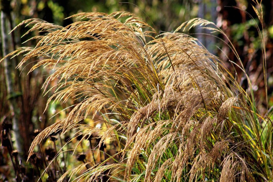 Ковыль тончайший (Stipa tenuissima)