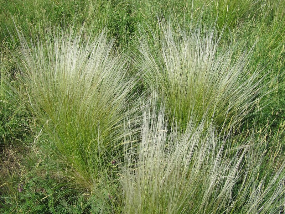 Колосок Stipa pennata