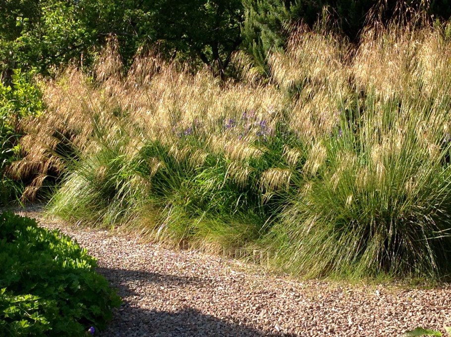 Ячмень гривастый (Hordeum jubatum)
