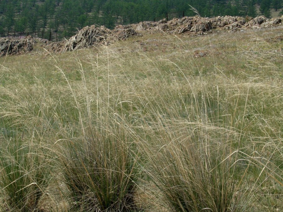 Чий (Achnatherum)