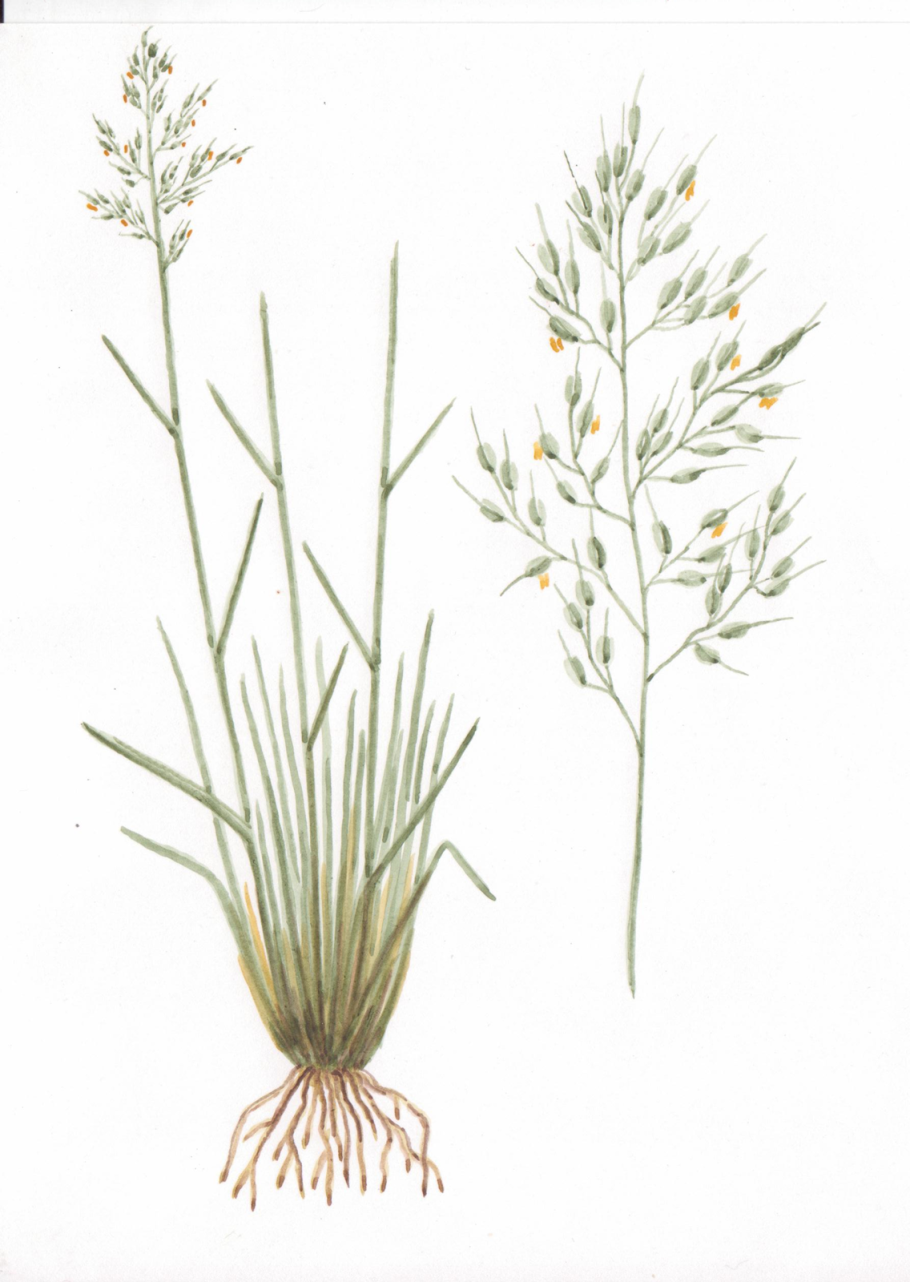 Stipa sibirica