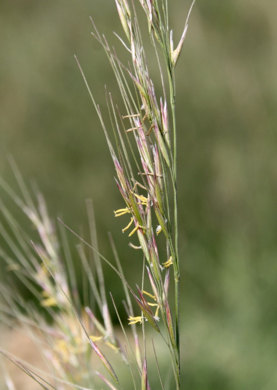 Achnatherum Calamagrostis