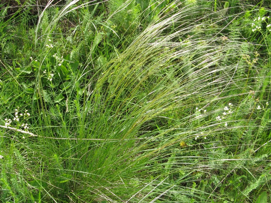 Achnatherum splendens