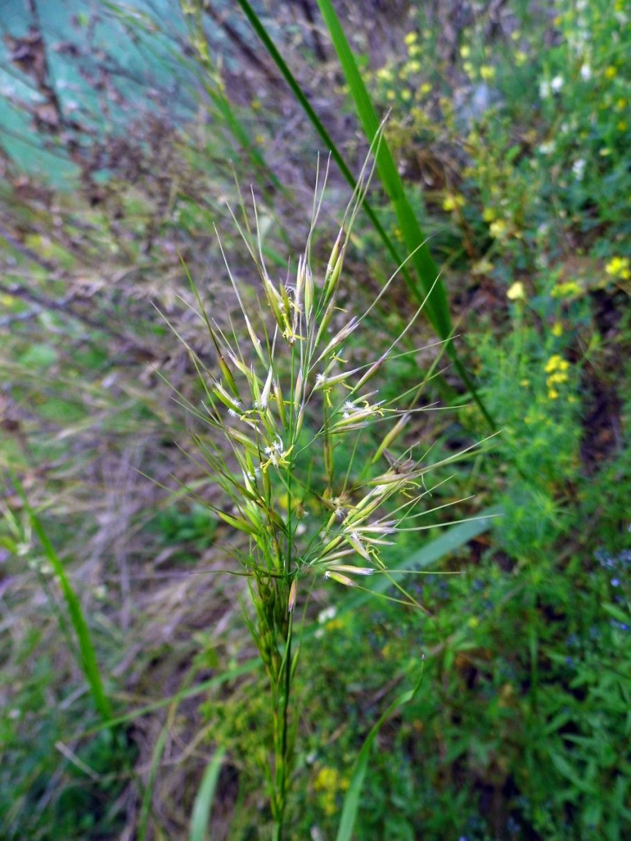 Ковыль (чий) вейниковый (Stipa Calamagrostis)