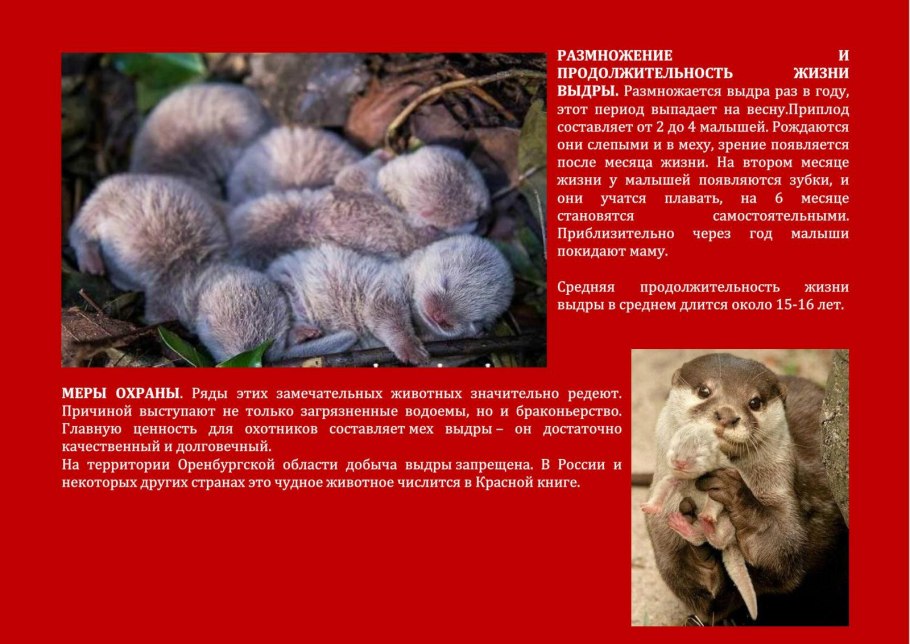 Ковыль вейниковый