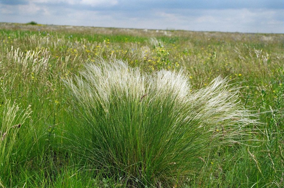 Чий блестящий Achnatherum splendens