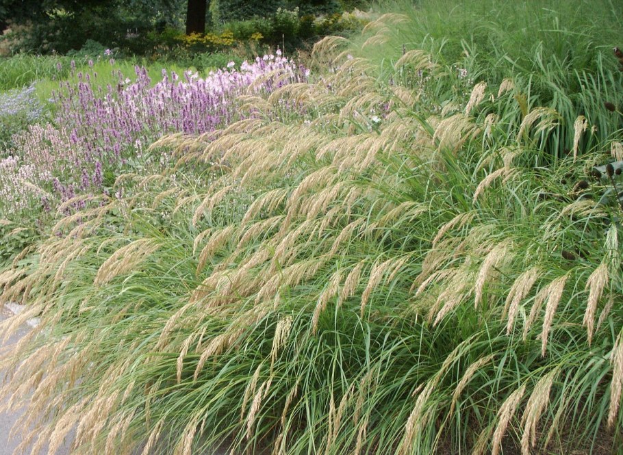 Ковыль Stipa tenuissima