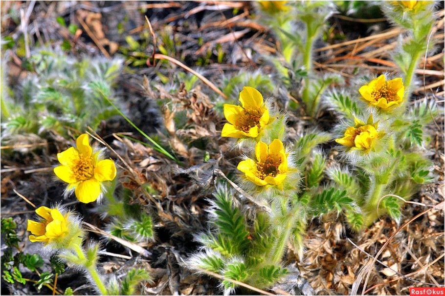 Растительность Таймырского заповедника
