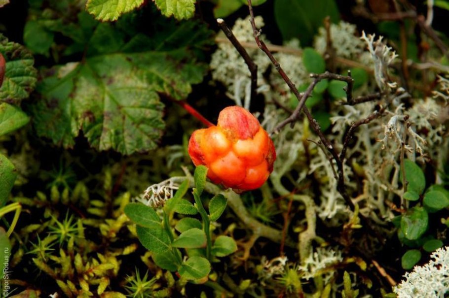 Зеленецкие мхи Морошка