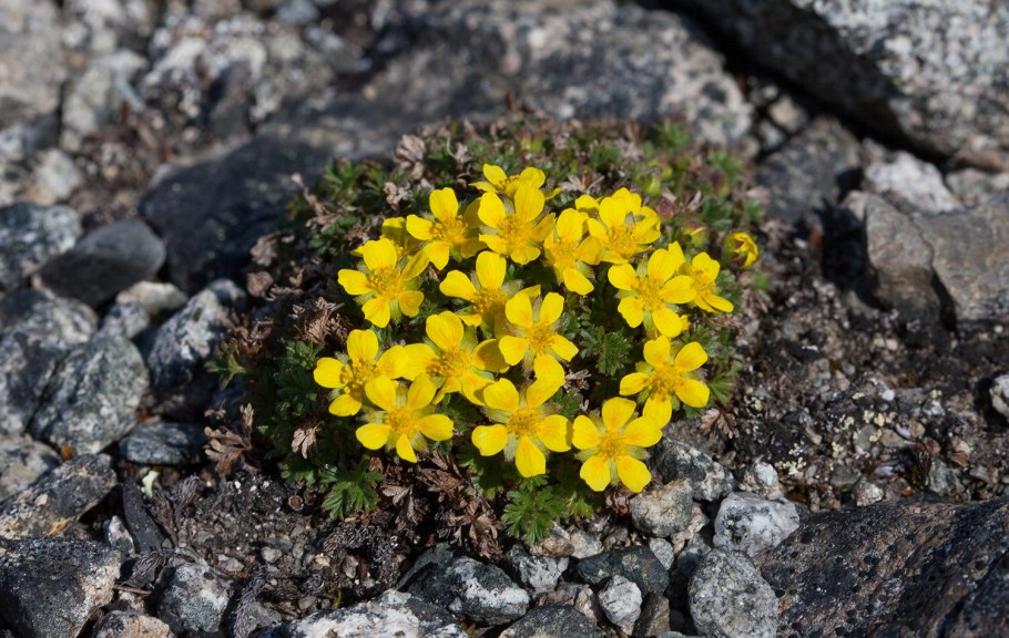 Salix Polaris Wahlenb. - Ива Полярная