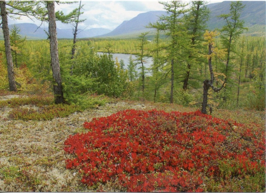 Остролодочник Ушакова