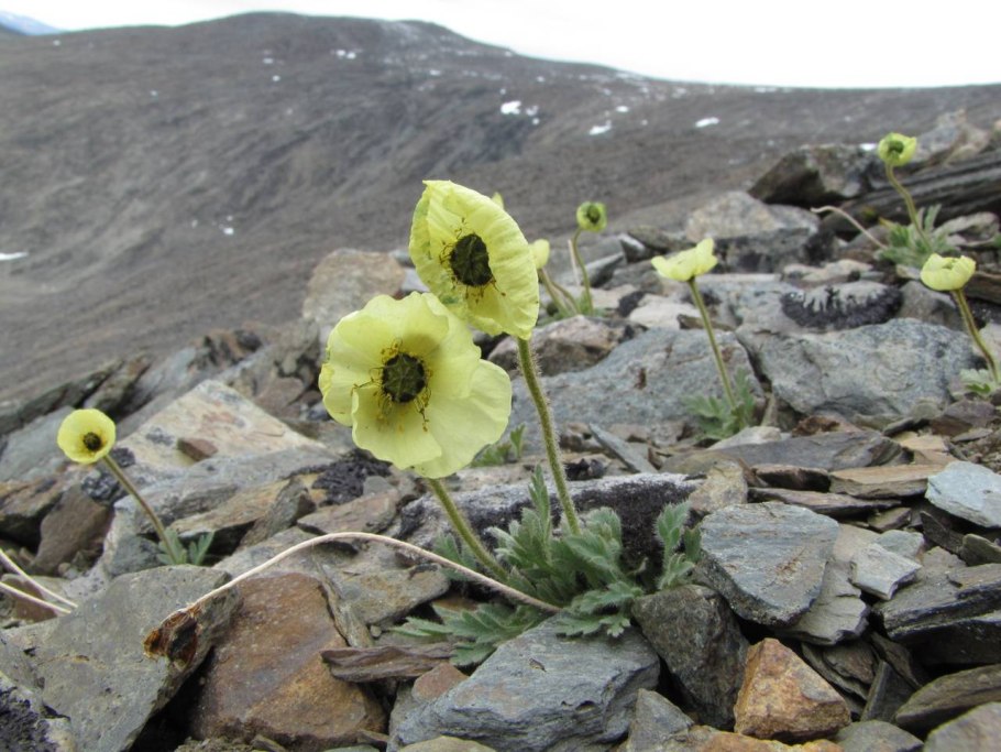 Родиола в тундре