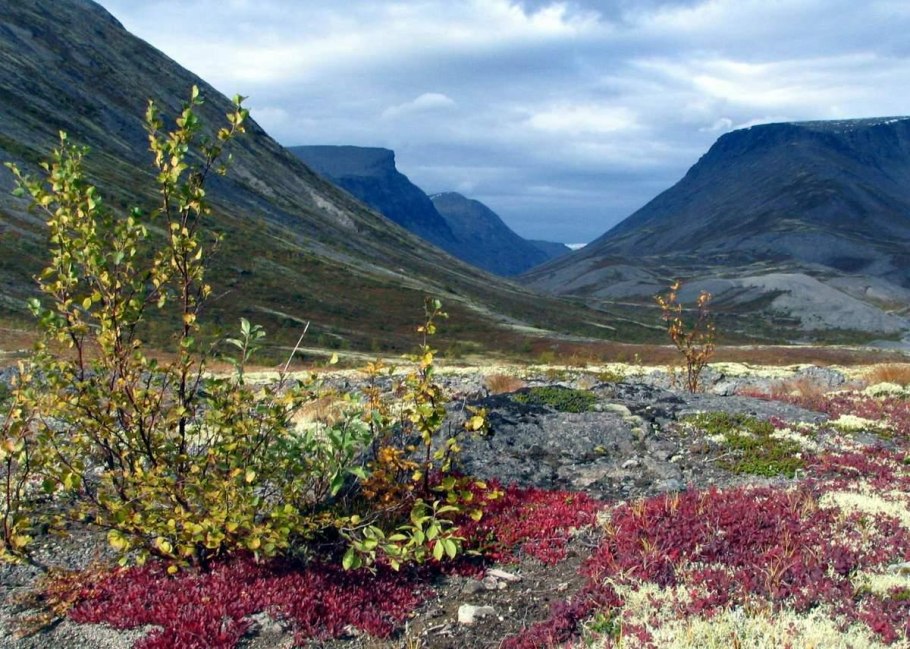 Остролодочник Врангеля