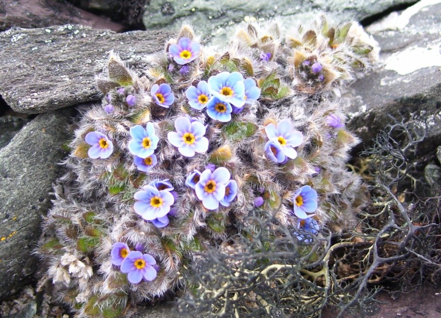 Растения Таймыра