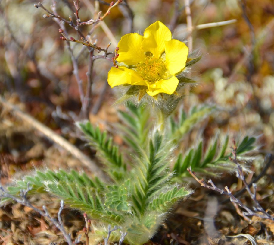 Таймырский заповедник растения