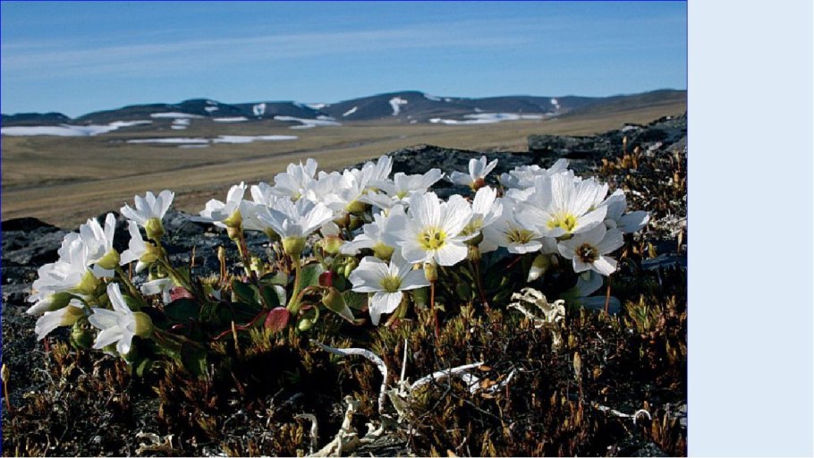 Ловозеро брусника Морошка