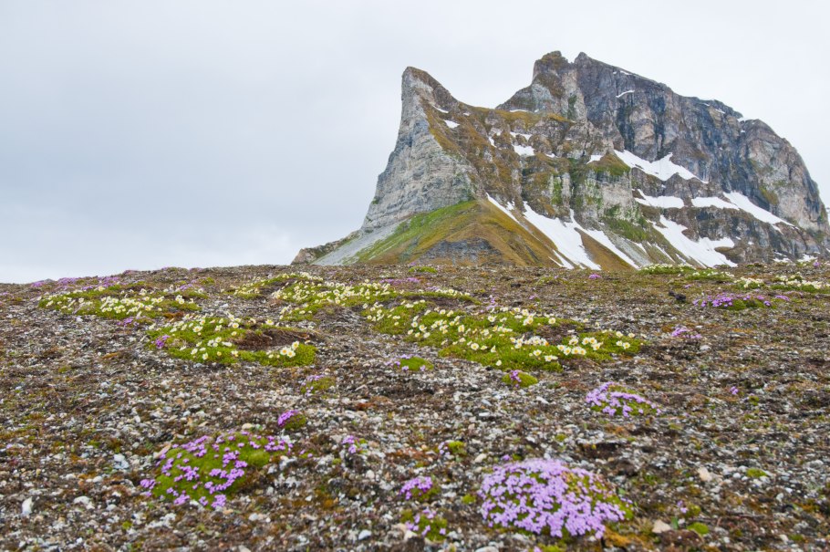 Полистовский заповедник растения